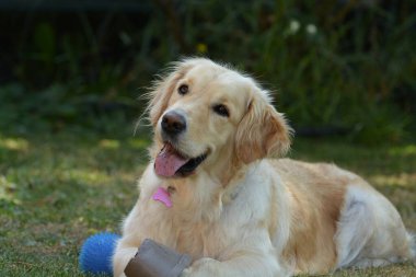 Parktaki sevimli Golden Retriever köpeğinin portresi