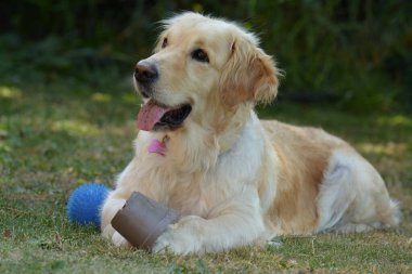 Oyuncaklı şirin bir köpek.