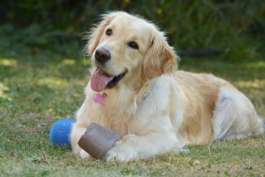 Golden Retriever köpeği parkta yerde lastik top ile.