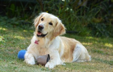 Çimlerde top oynayan bir köpek.