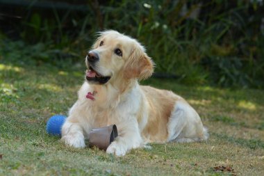 Tatlı labrador av köpeği yavrusu