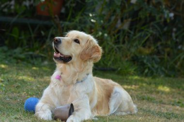 Parktaki sevimli köpek.