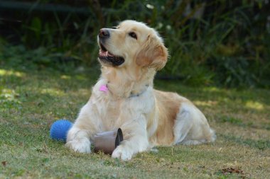 sevimli köpek topla oynamayı