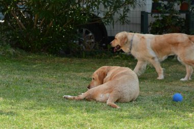 Parkta oynayan iki köpek.