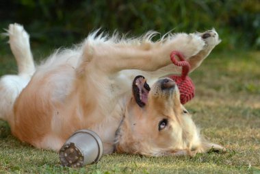 Şirin bir köpeğin portresi.