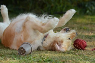 Kırmızı köpek bahçede topla oynuyor.