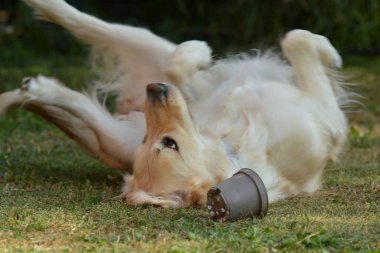 Şirin köpek çimenlerde oyuncakla oynuyor.