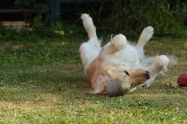 Köpek çimenlerde oyuncakla oynuyor.