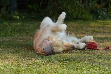 Köpek oyuncakla oynuyor.