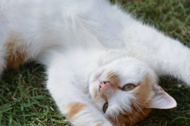 Şirin kedi portresi