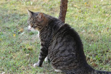 Şirin bir kedinin portresi