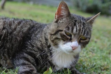 Bahçedeki kedi, kapat - kapat