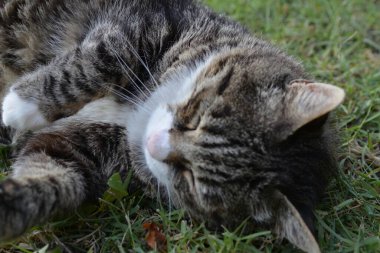 Yerde uyuyan bir kedi.