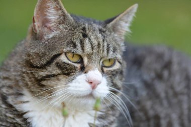 Şirin bir kedinin portresi