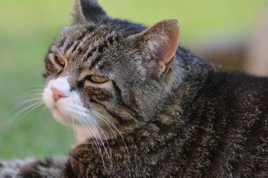 Beyaz arka plandaki kedi