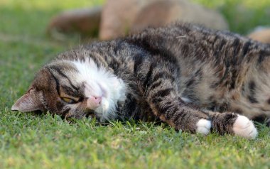 Çimlerin üzerindeki kedi