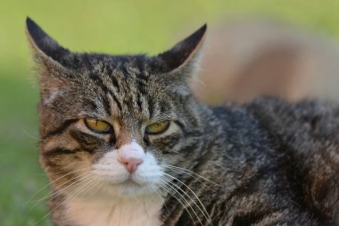 Şirin bir kedinin portresi