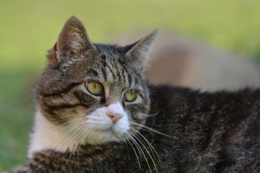 Şirin kedinin portresi