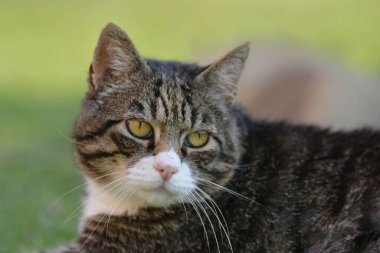 Şirin bir kedinin portresi