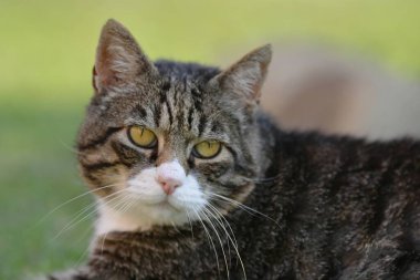 Bahçede sarı gözlü bir kedi..