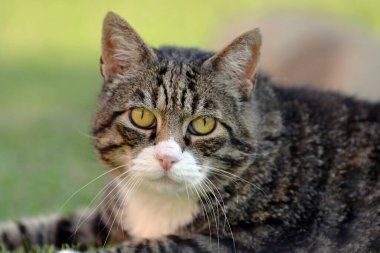 Beyaz arka plandaki kedi