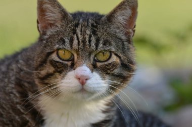 Şirin bir kedinin portresi