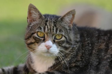 Şirin bir kedinin portresi