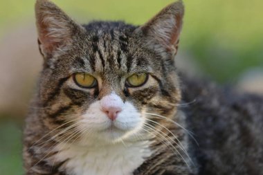 Sarı gözlü sevimli gri bir kedinin portresi.