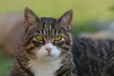 Büyük gözlü bir kedi.