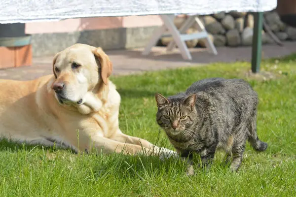 Çimlerin üzerindeki kedi
