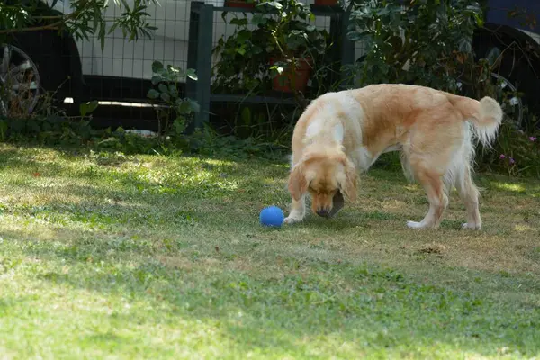 Köpek çimlerin üzerinde top oynuyor.