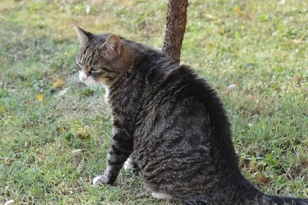 Şirin bir kedinin portresi