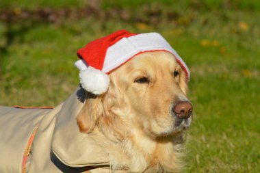 Şapkalı Golden Retriever