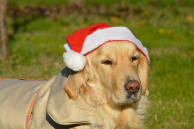 Kırmızı şapkalı altın labrador köpeği