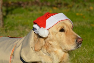 Noel Baba şapkası takan köpek