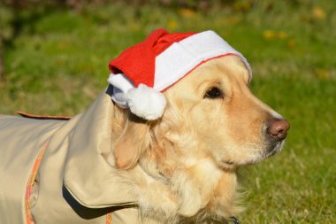 Altın Noel Baba şapkası takan köpek kışın yerde oturuyor. yüksek kaliteli fotoğraf
