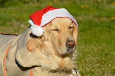 sevimli köpek Noel Baba şapkası