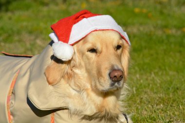 Noel Baba şapkalı köpek ve Noel süslemeleri.