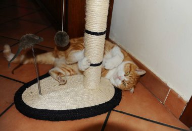 Şirin kedi yerde uyuyor.