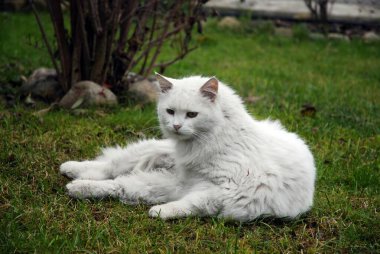 Bahçede sevimli bir kedi