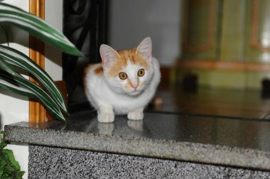 Evde oturan sevimli kedi yavrusu.