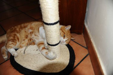 Şirin kedi yerde uyuyor.