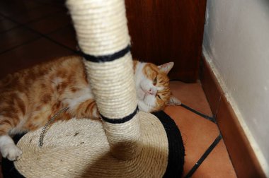 Şirin kedi yerde uyuyor.