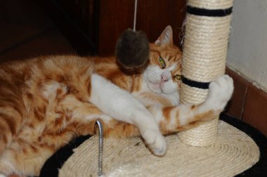 Kedi yerde yatıyor.