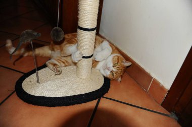 Yerde yatan sevimli kedi.