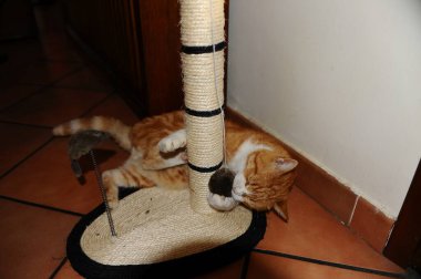 Kedi yerde yatıyor.