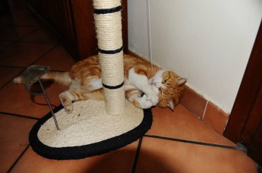 Kedi yerde yatıyor.