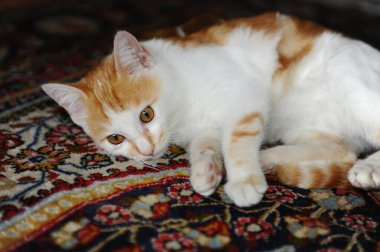 kırmızı gözlü bir kedi