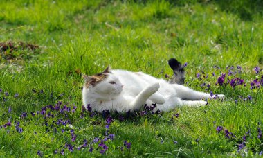 Şirin evcil kedi, çimenlerde yatan kedi.