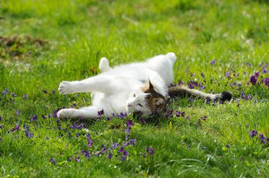 Bahçedeki kedi, sevimli hayvan.